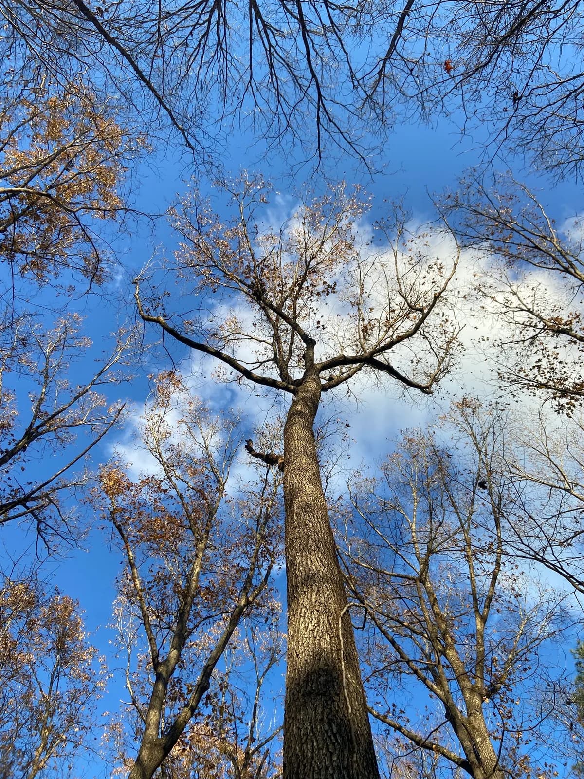 Cherrybark Oak (Quercus pagoda)