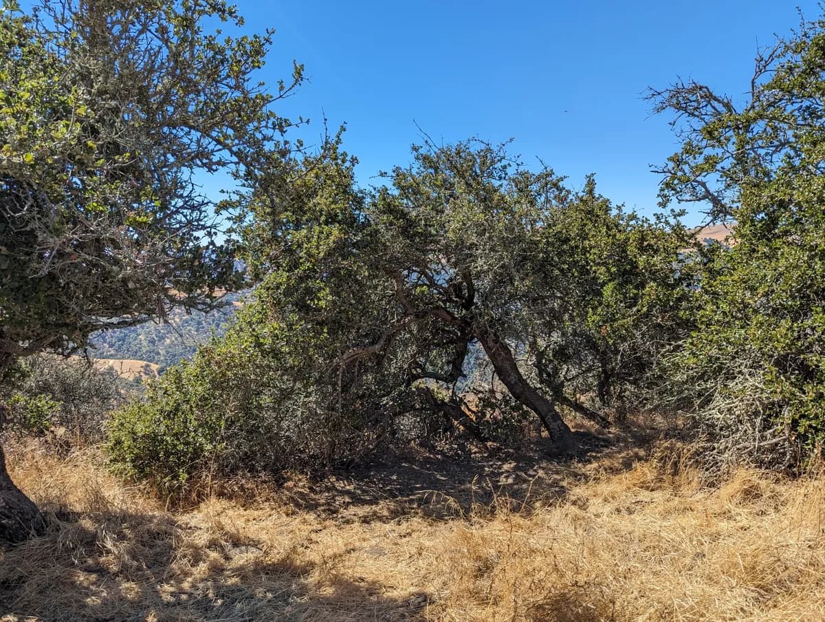 Palmer oak (Quercus palmeri)