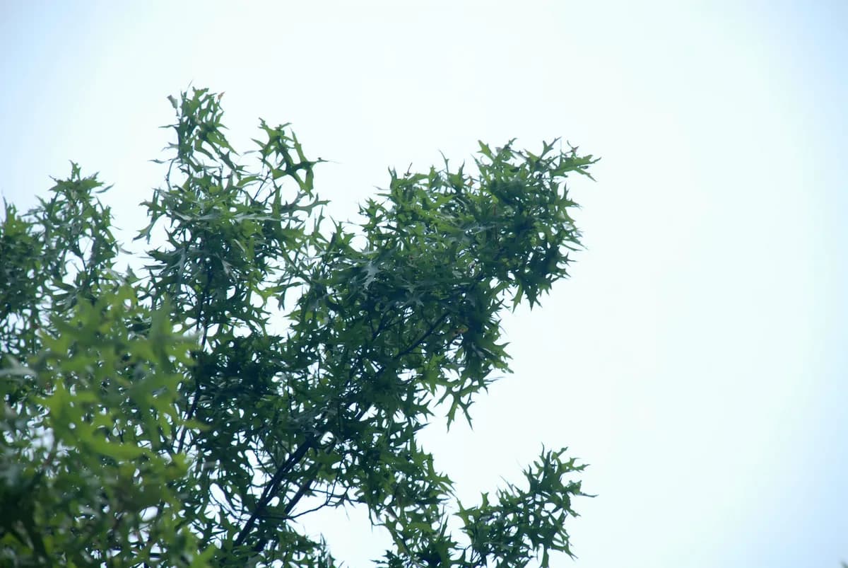 Pin Oak (Quercus palustris)