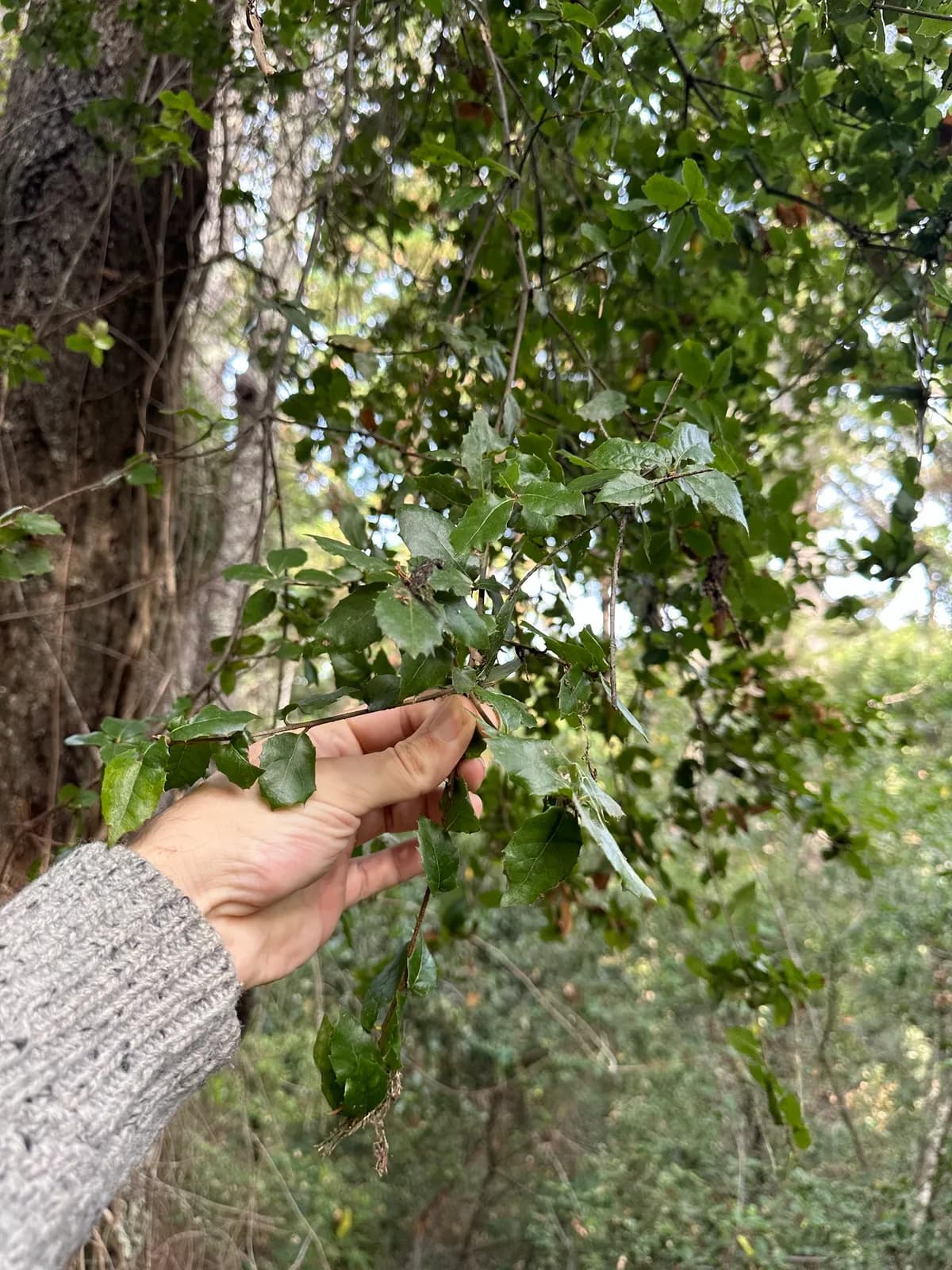Coast oak (Quercus parvula)