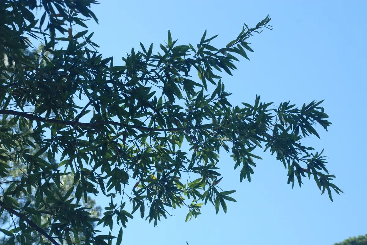 Willow Oak (Quercus phellos)
