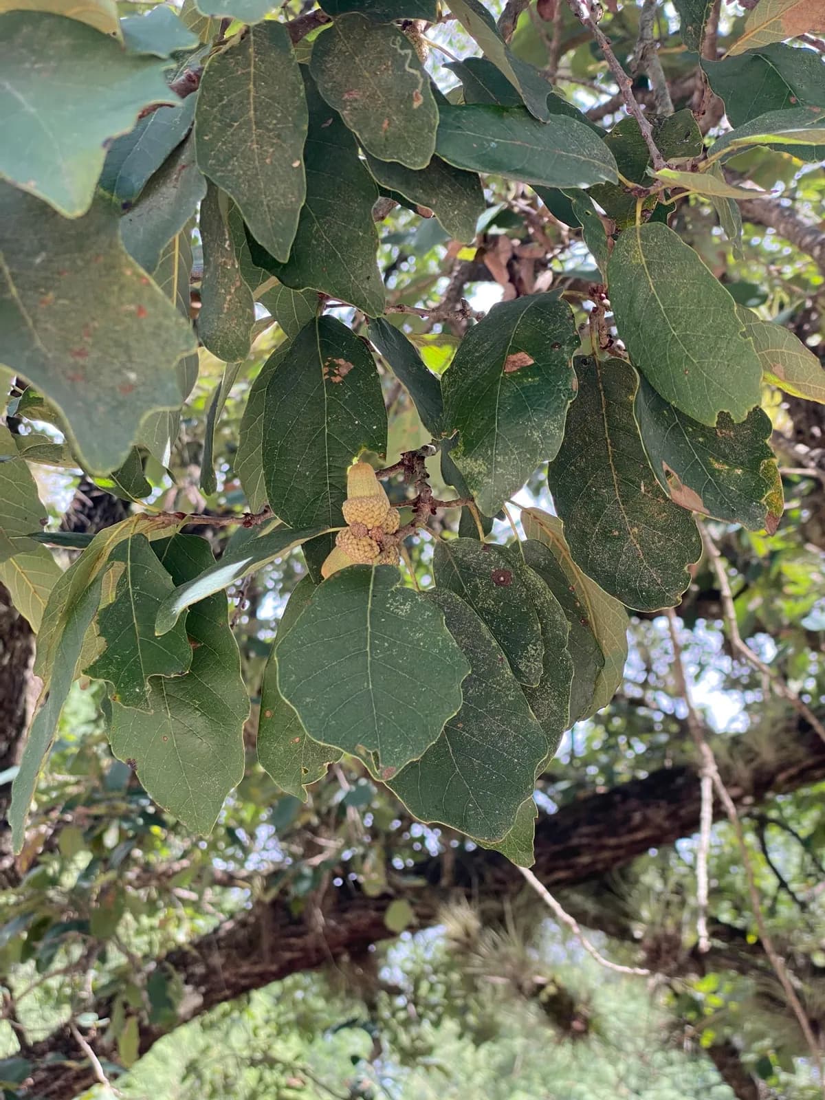 Monterrey Oak (Quercus polymorpha)