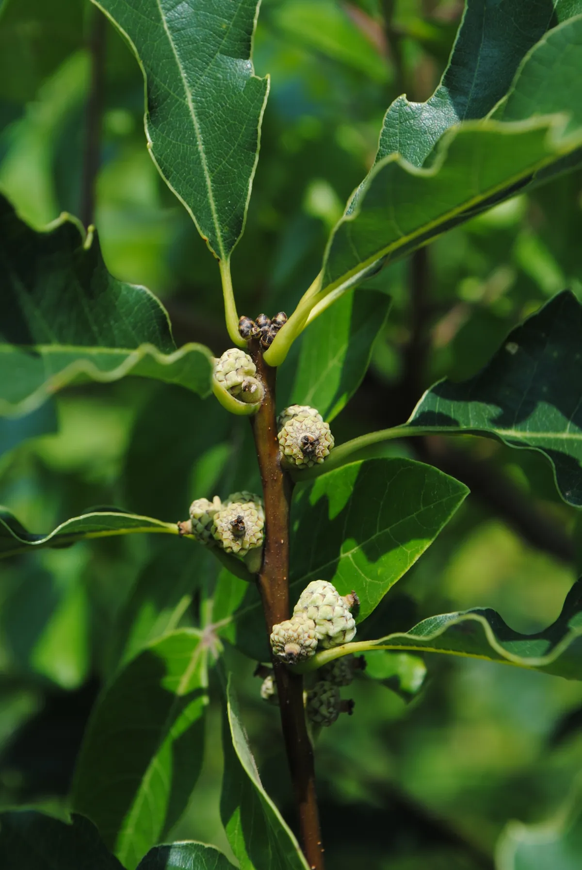Dwarf Chinkapin Oak (Quercus prinoides)