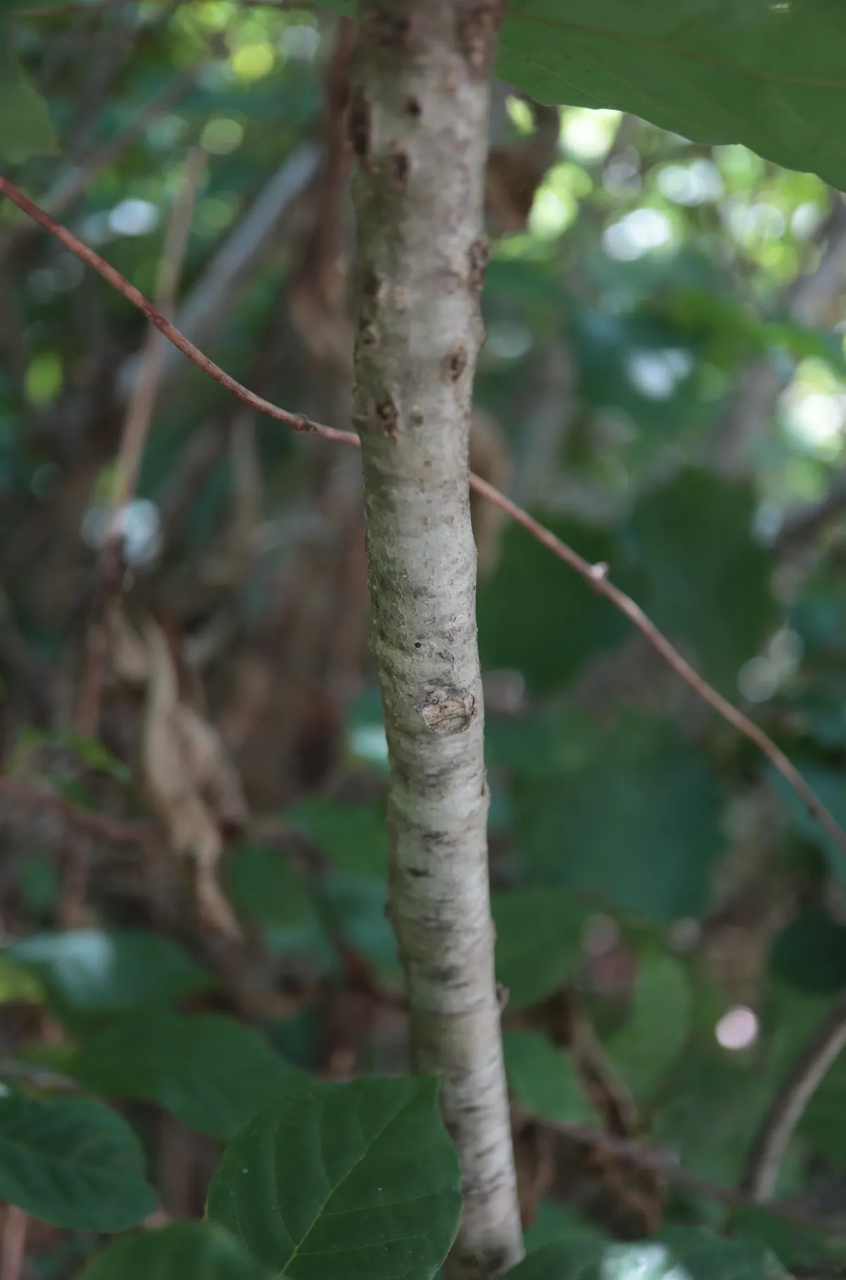 Dwarf Chinkapin Oak (Quercus prinoides)