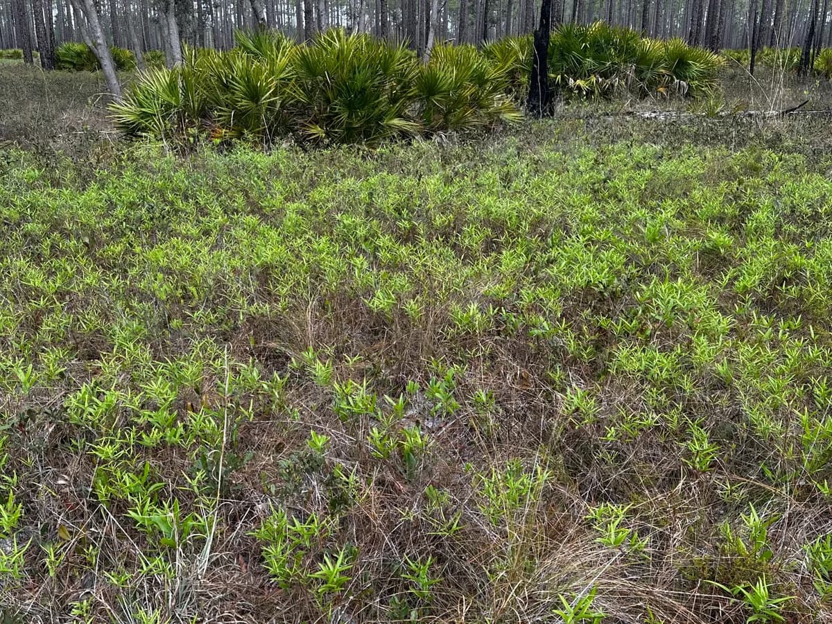 Runner Oak (Quercus pumila)