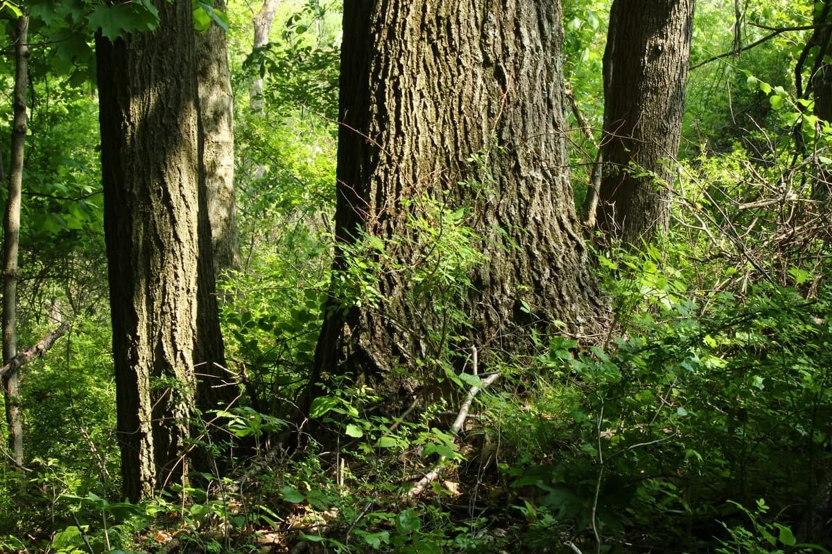 Northern Red Oak (Quercus rubra)