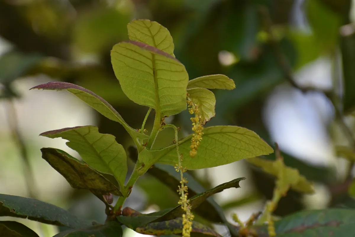 Netleaf Oak (Quercus rugosa)