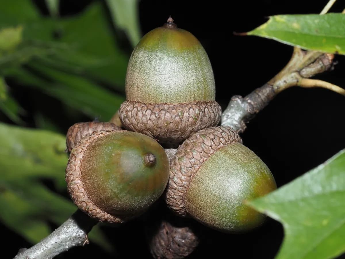 Shumard Oak (Quercus shumardii)