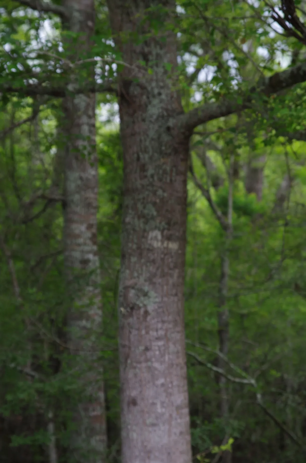 Texas red oak (Quercus texana)