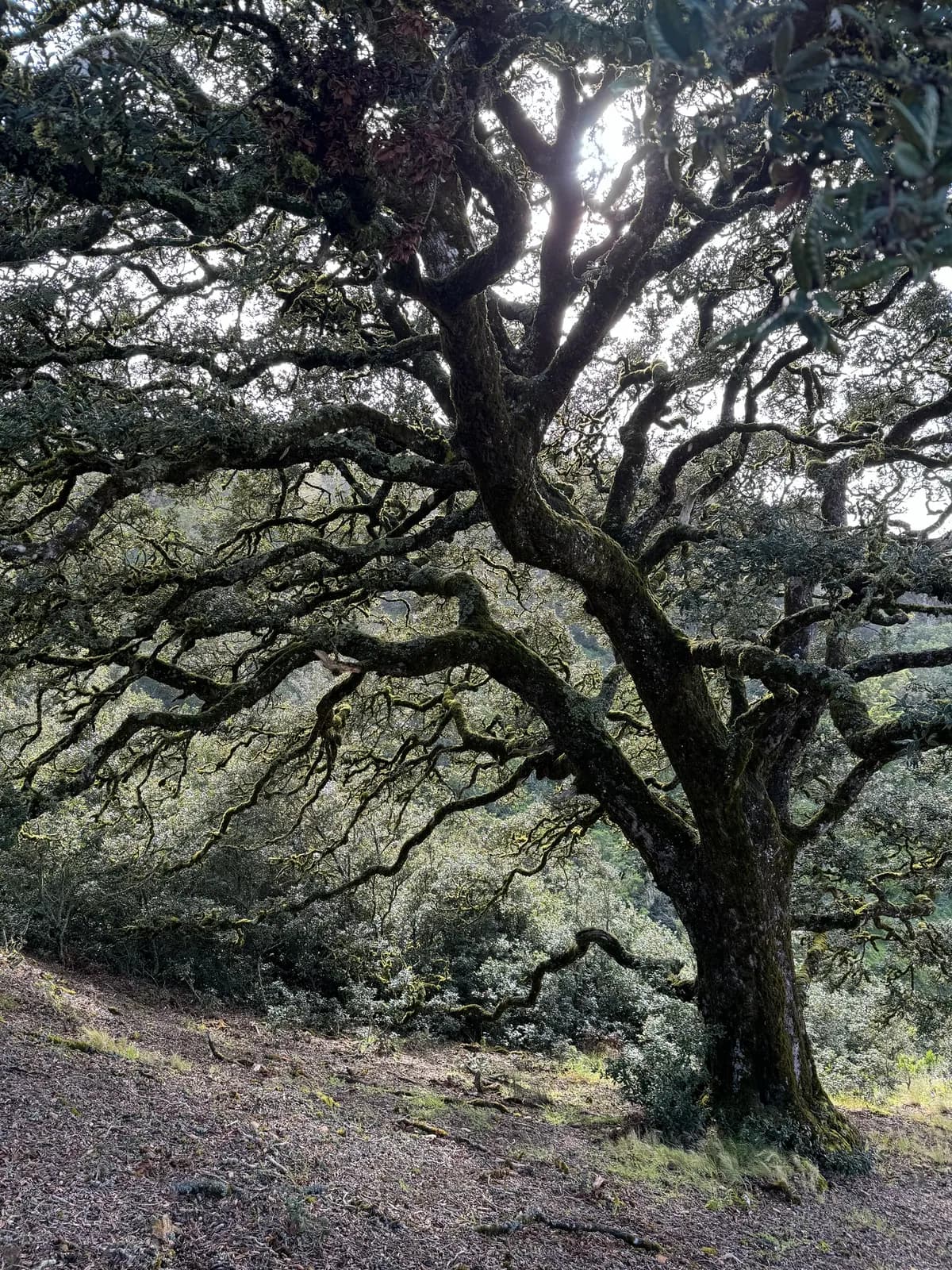 Island live oak (Quercus tomentella)