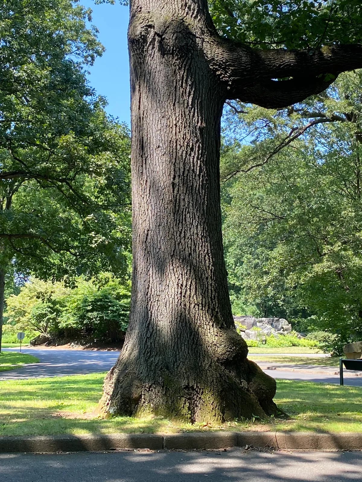 Quercitron Oak (Quercus velutina)