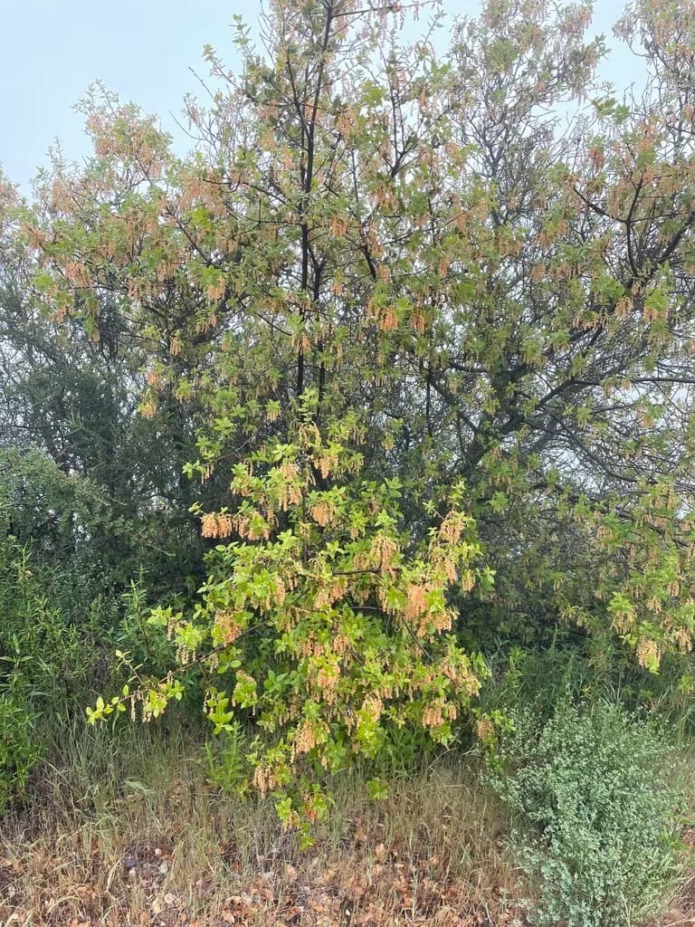 Sierra live oak (Quercus wislizeni)