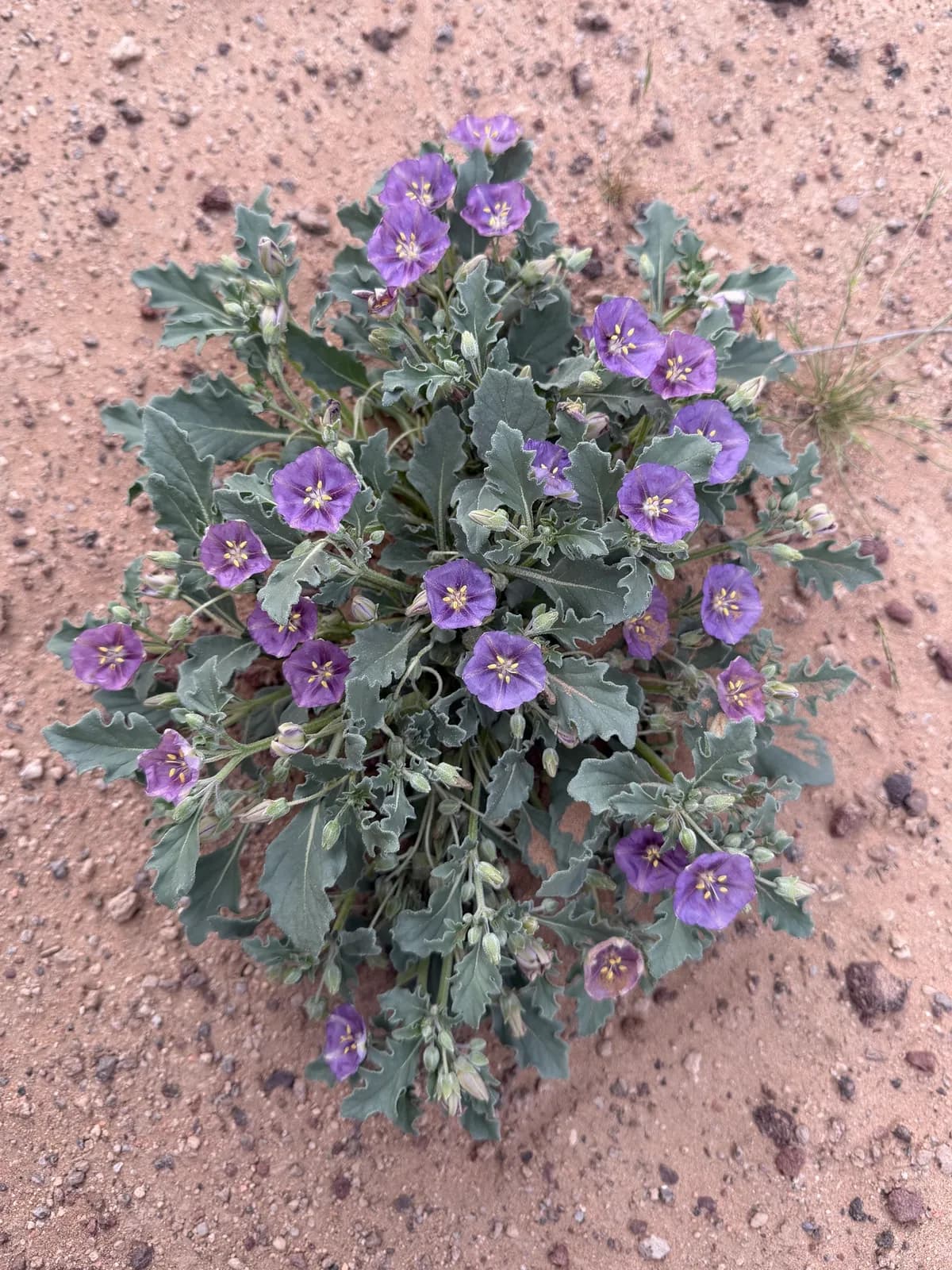 Purple Groundcherry (Quincula lobata)