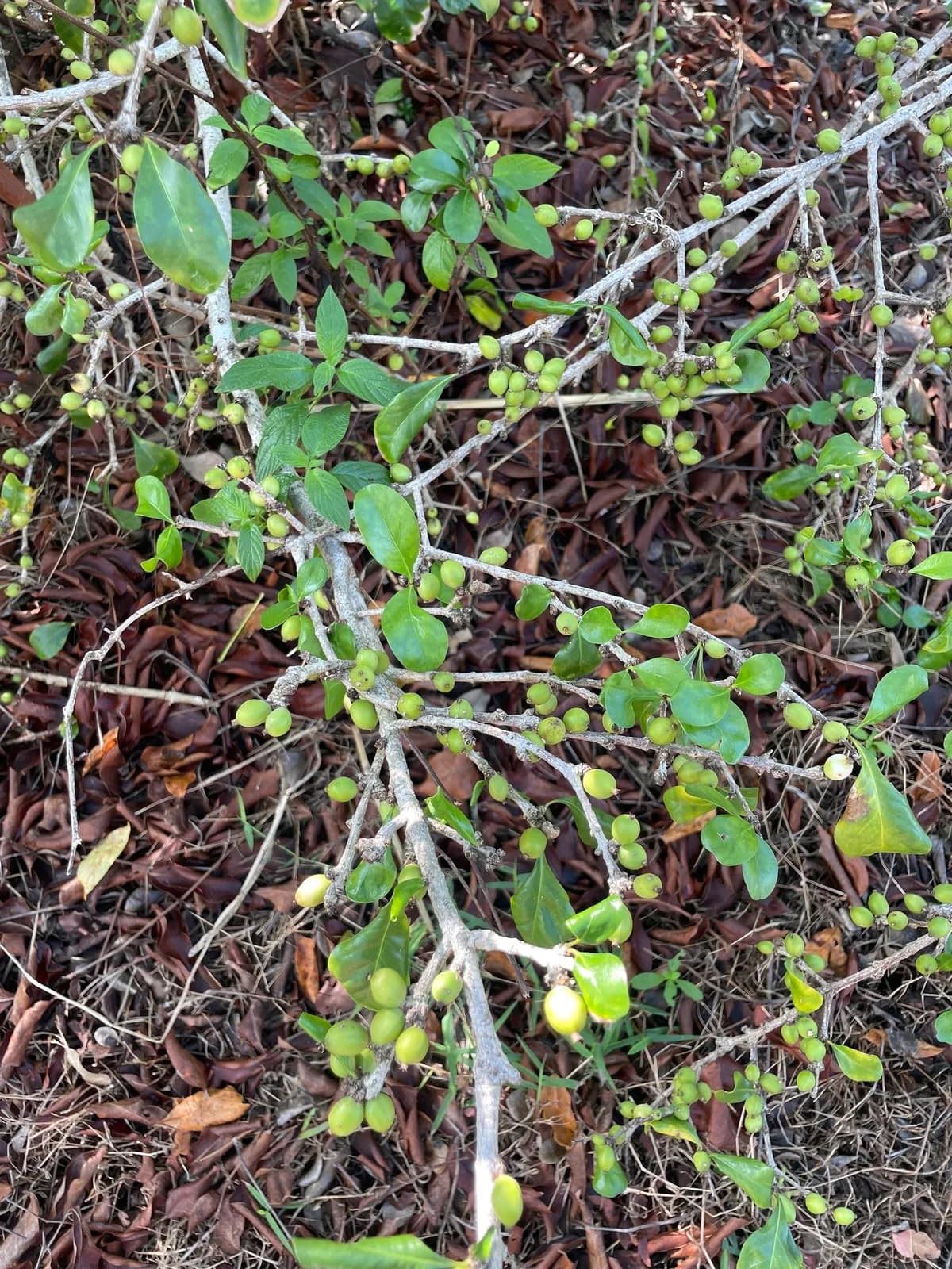 Inkberry (Randia aculeata)