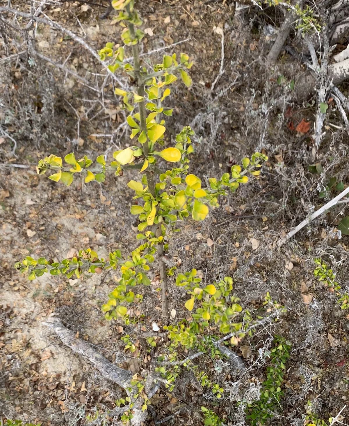 Crucillo (Randia obcordata)