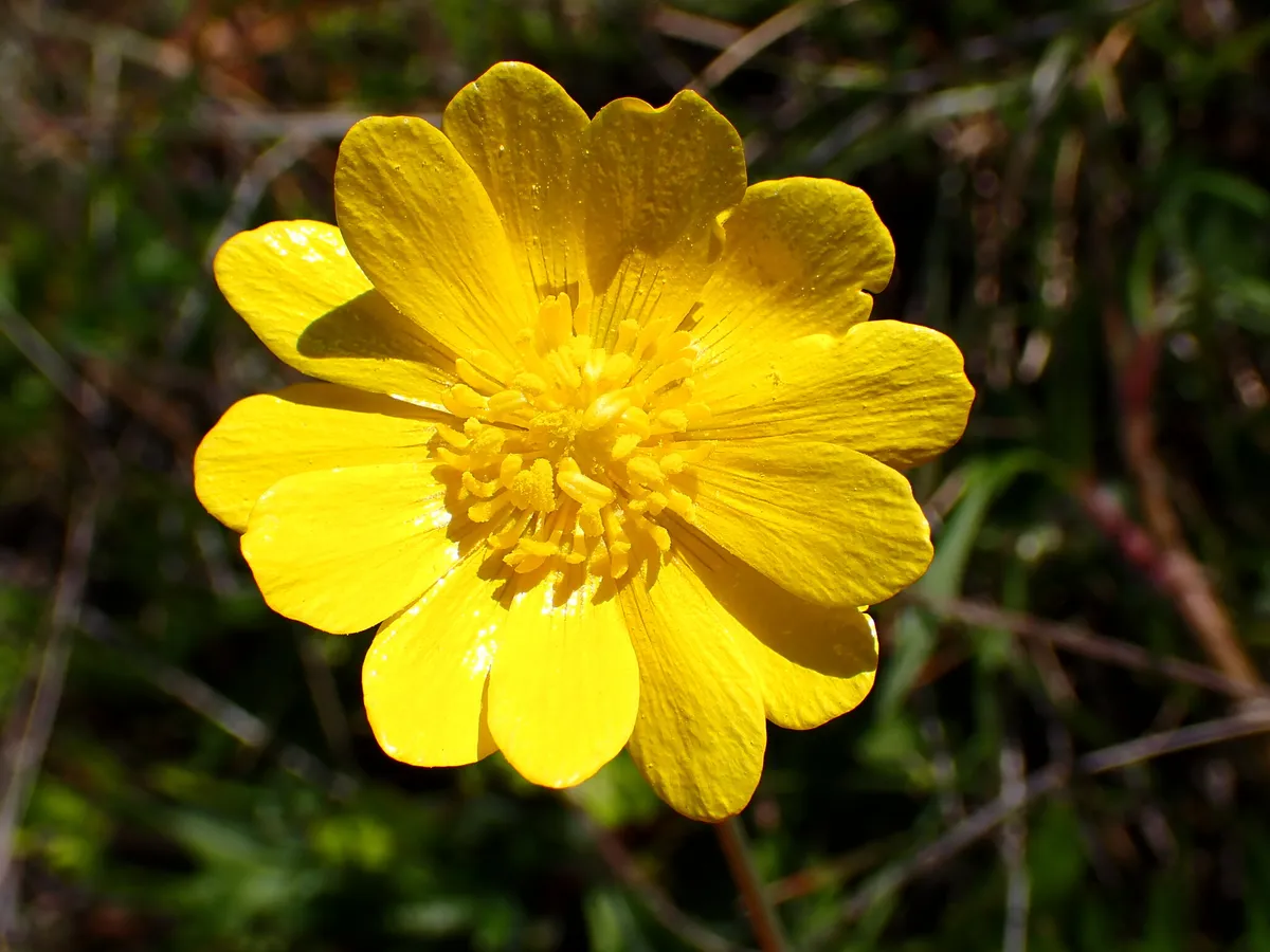 California buttercup (Ranunculus californicus)