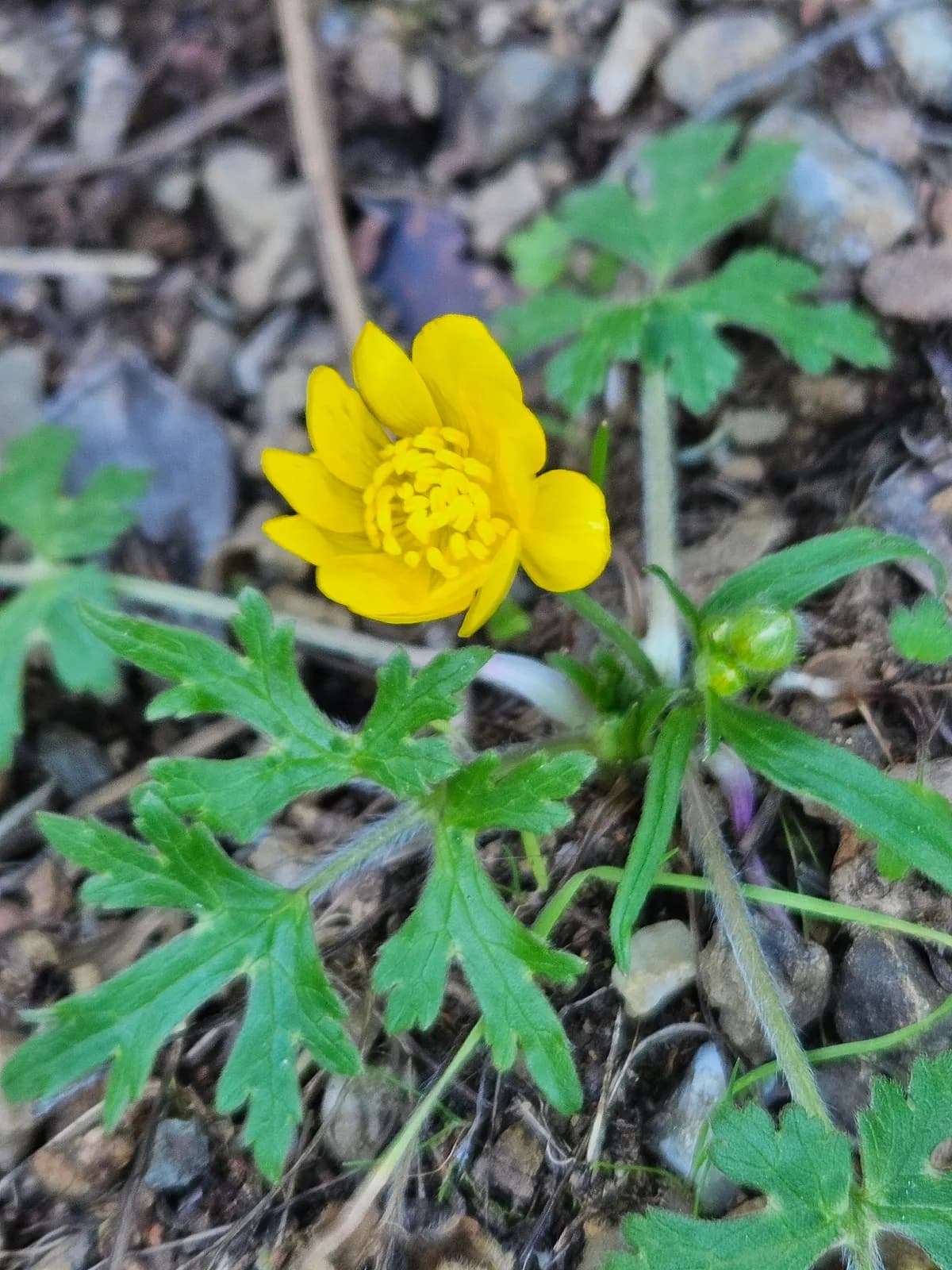 Sacramento valley buttercup (Ranunculus canus)
