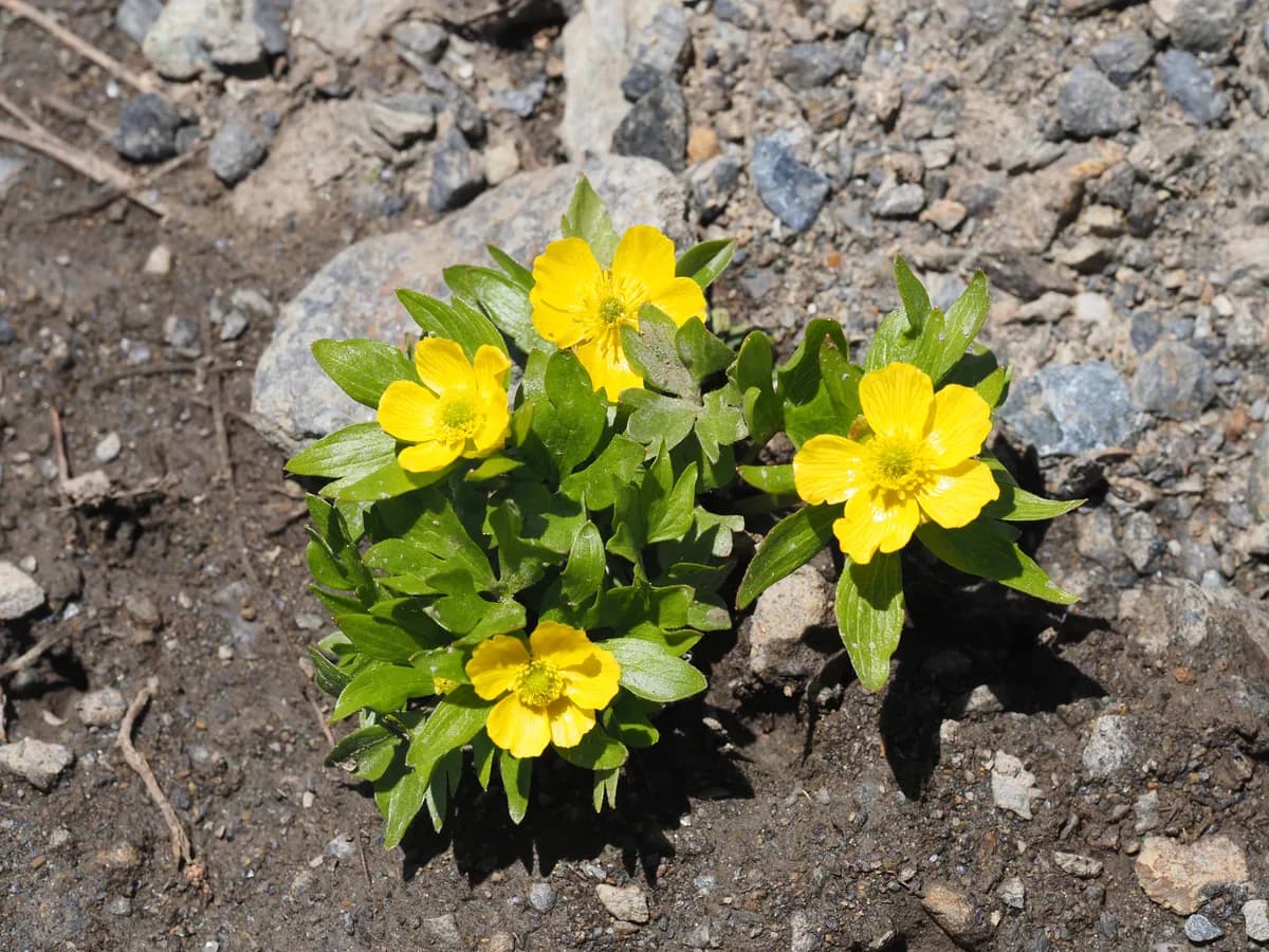 Eschscholtz's Buttercup (Ranunculus eschscholtzii)
