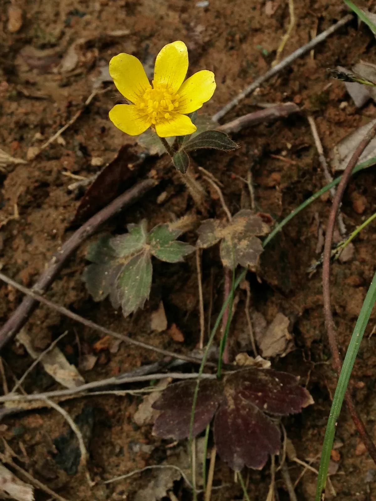 Bristly Buttercup (Ranunculus hispidus var. nitidus)