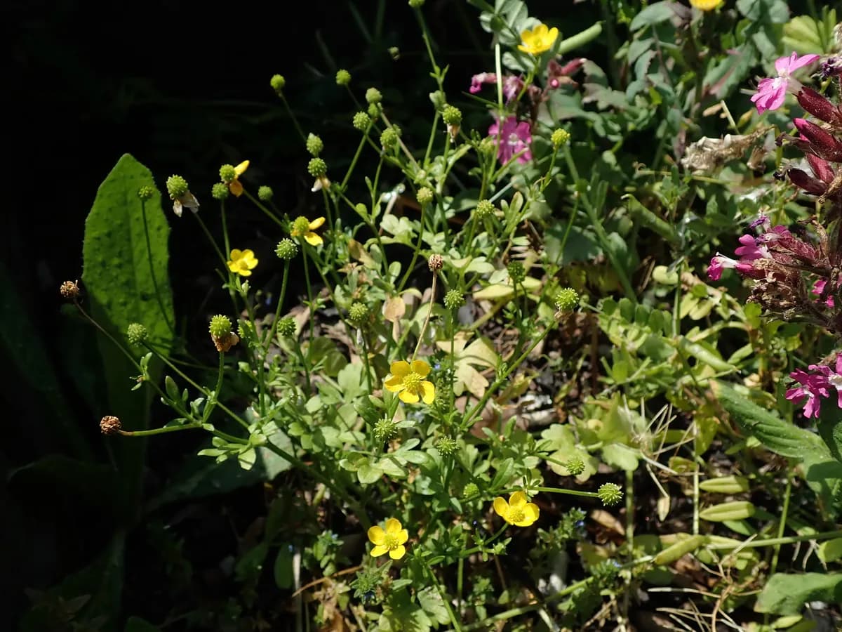 Hairy Buttercup (Ranunculus sardous)