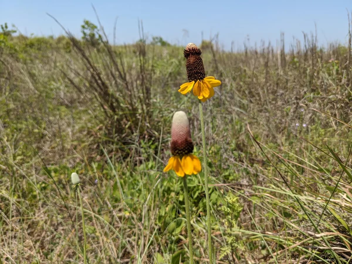 Naked Mexican Hat (Ratibida peduncularis)