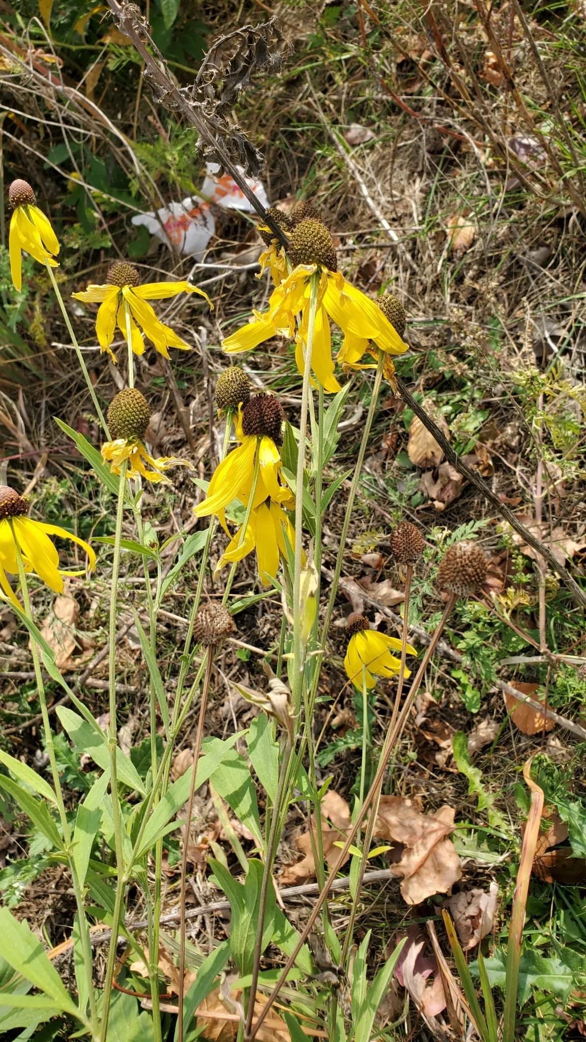 Drooping Prairie-coneflower (Ratibida pinnata)