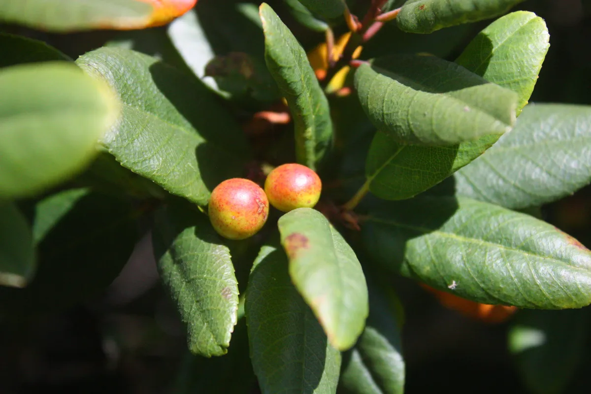 California Buckthorn (Rhamnus californica)