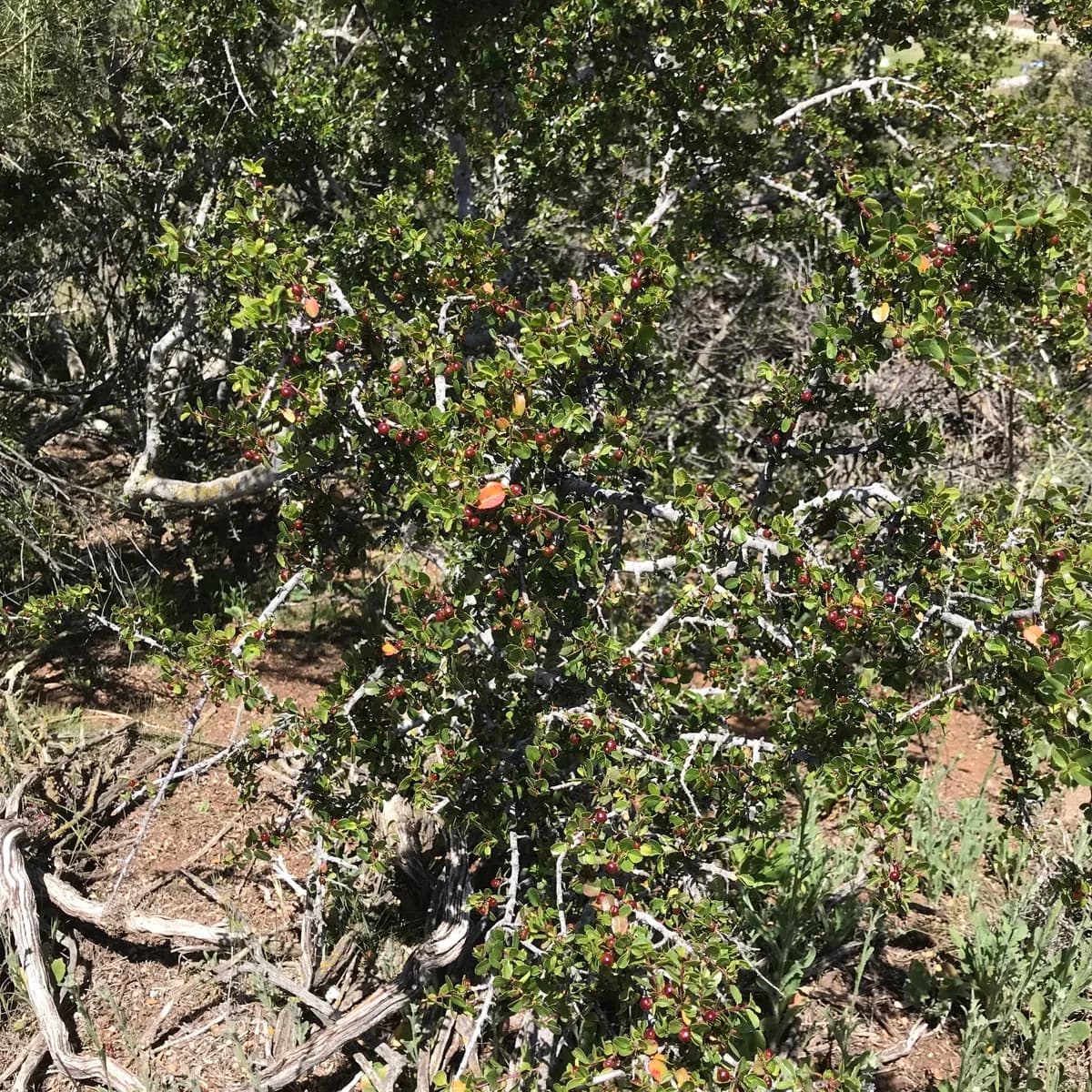 Spiny redberry (Rhamnus crocea)