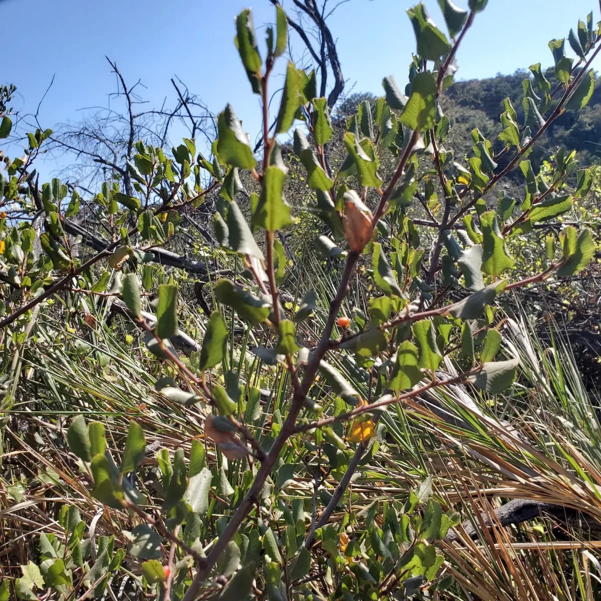 Hollyleaf redberry (Rhamnus ilicifolia)
