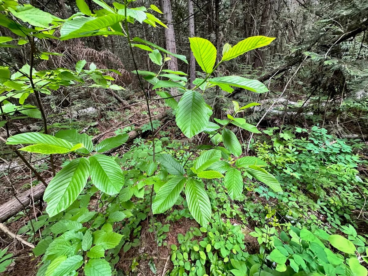 California buckthorn (Rhamnus purshiana)