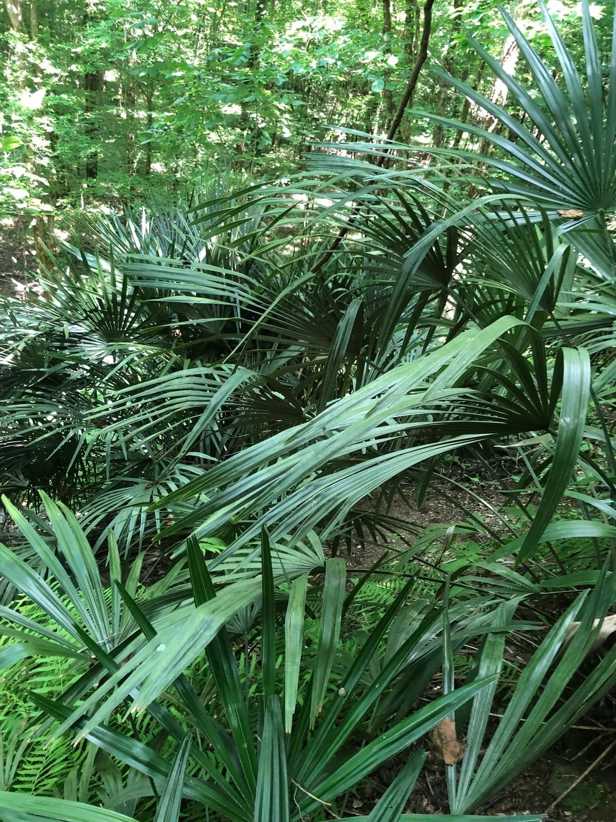 Needle palm (Rhapidophyllum hystrix)