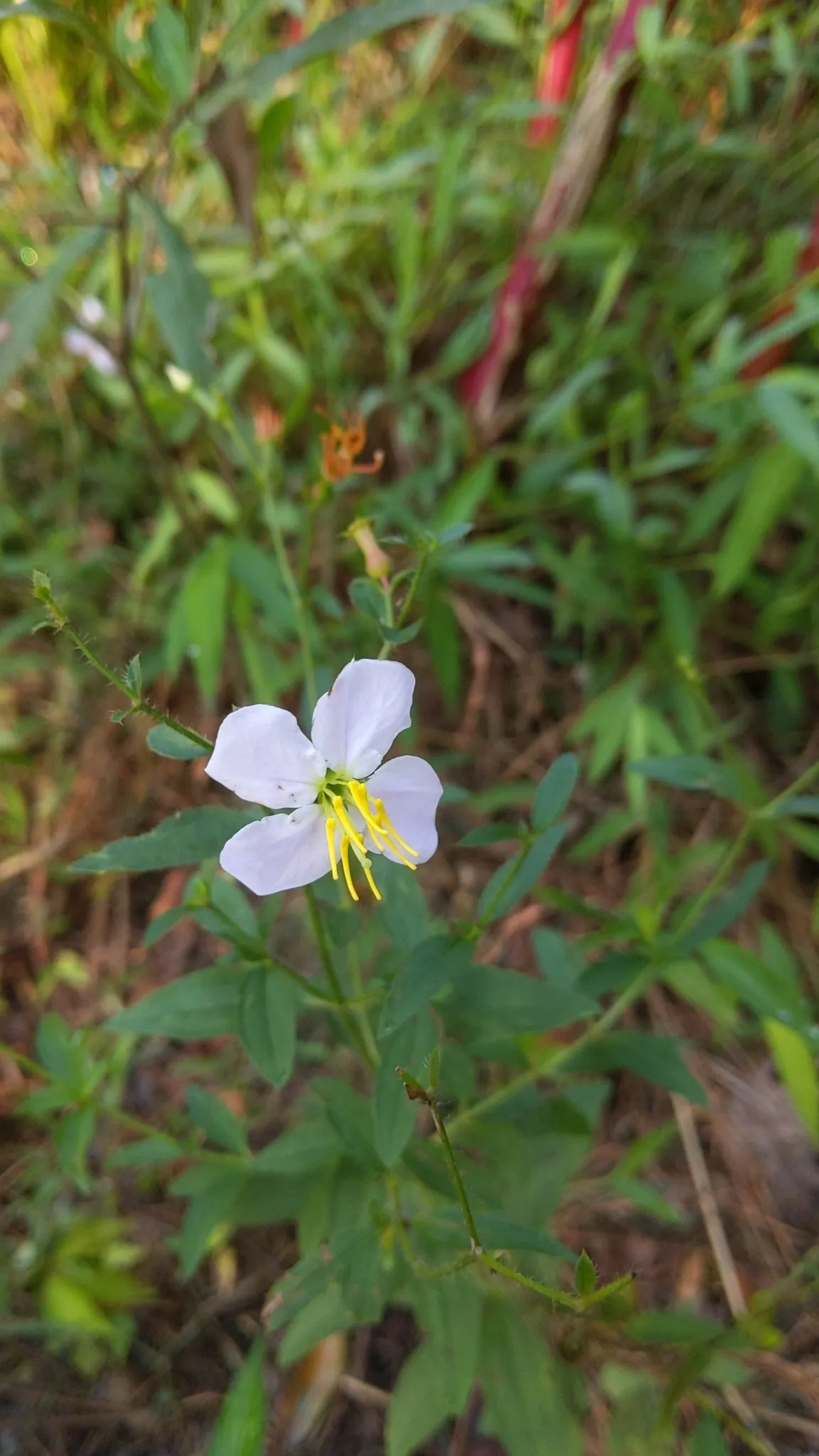Dull Meadow-pitcher (Rhexia mariana)