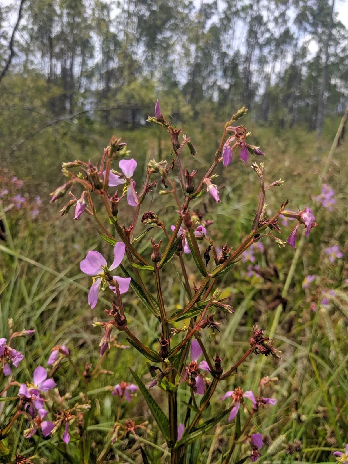 Handsome Harry (Rhexia virginica)