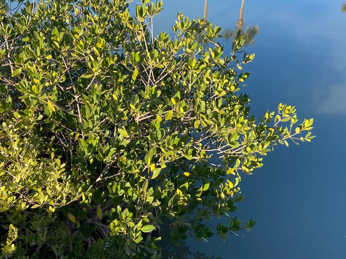 Red mangrove (Rhizophora mangle)