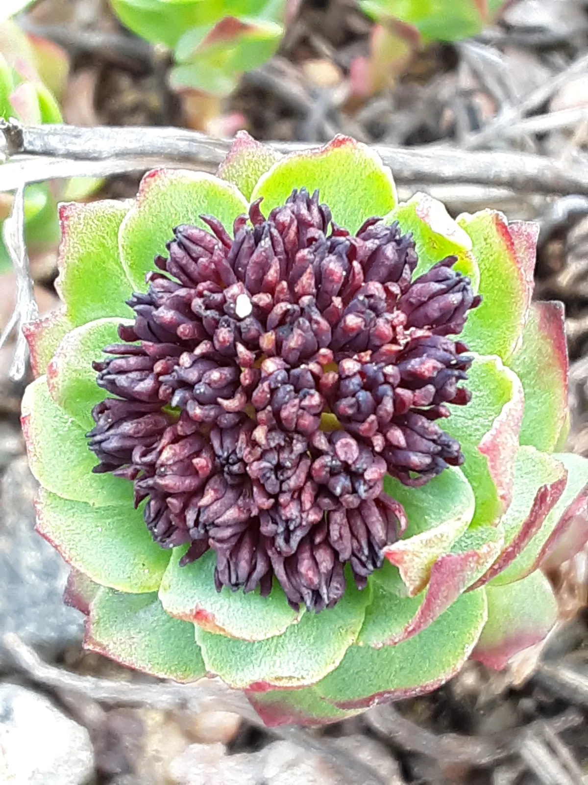 King's-crown (Rhodiola integrifolia)