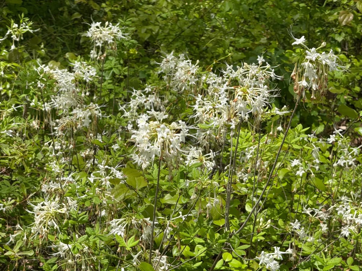 Alabama azalea (Rhododendron alabamense)