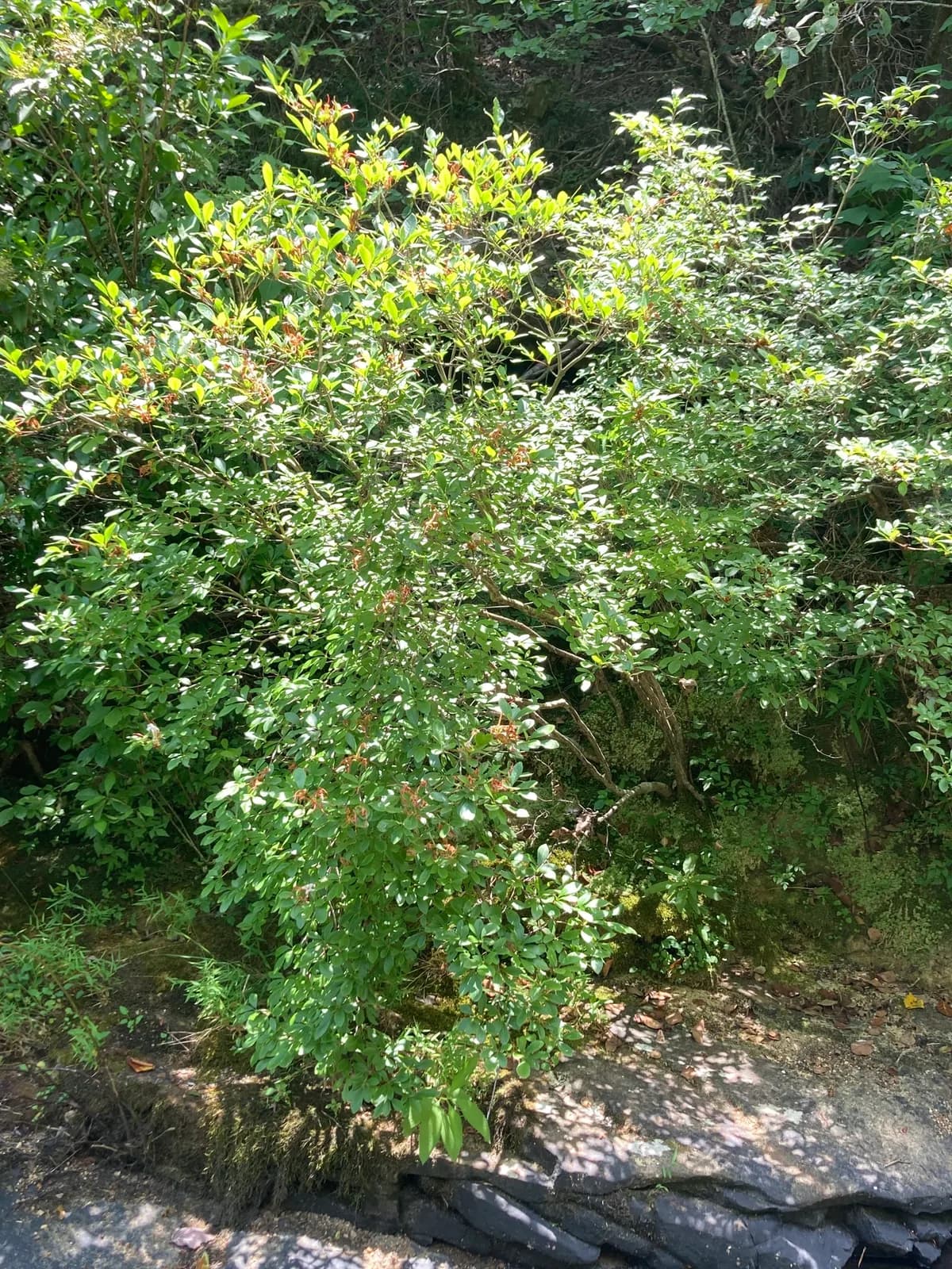 Sweet Azalea (Rhododendron arborescens)