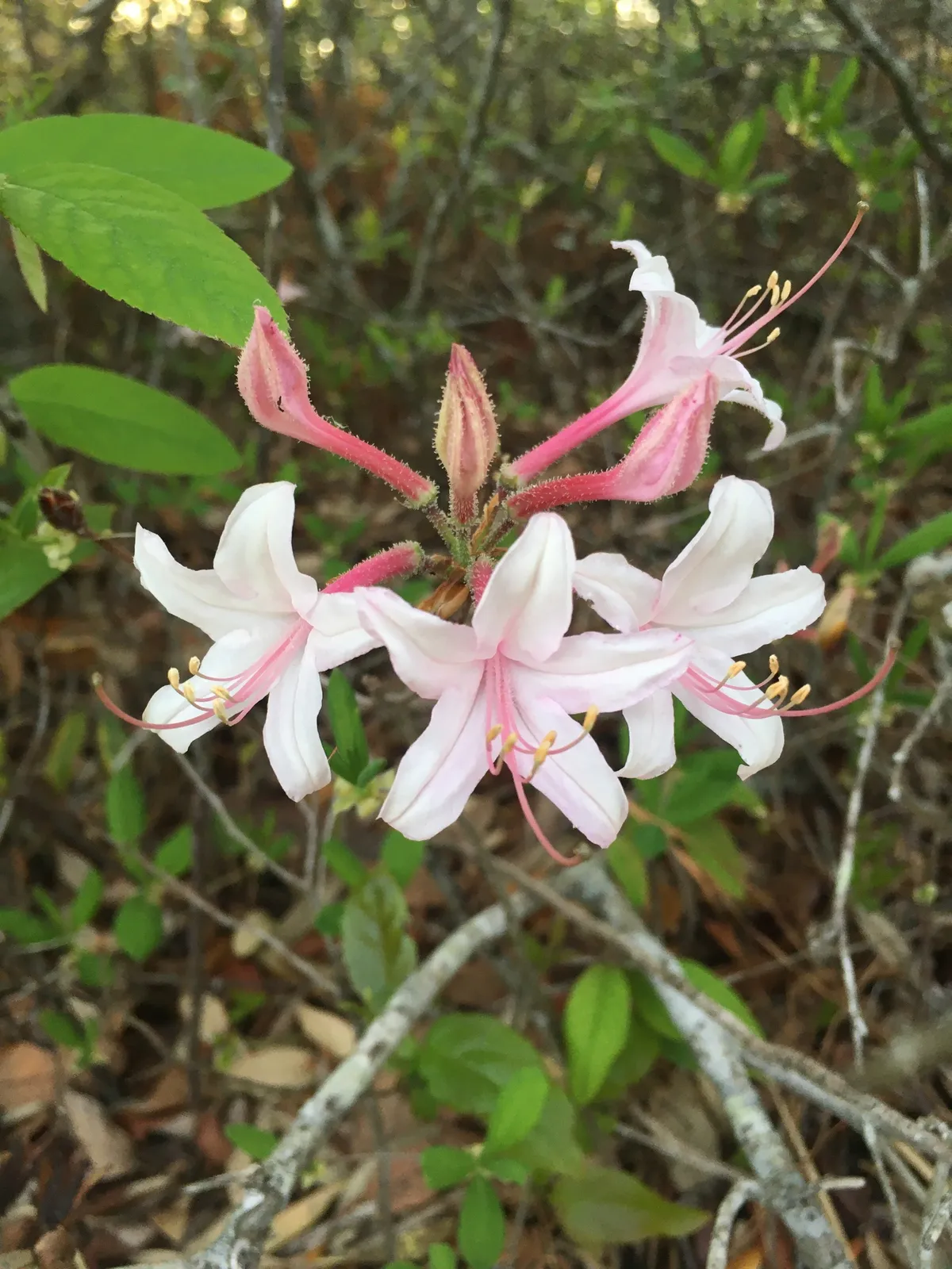 Dwarf Azalea (Rhododendron atlanticum)