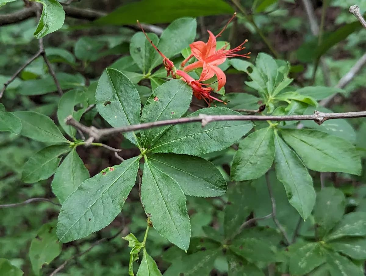 Flame Azalea (Rhododendron calendulaceum)