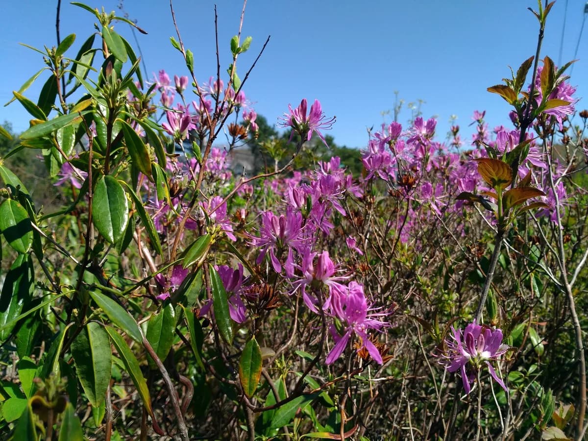 Rhodora (Rhododendron canadense)