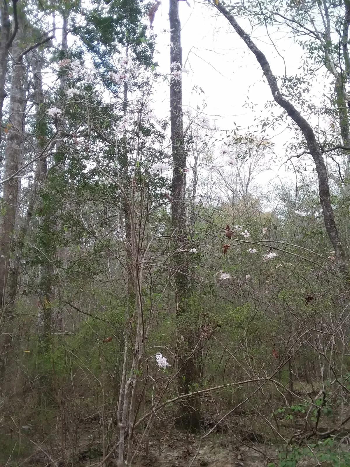 Hoary Azalea (Rhododendron canescens)