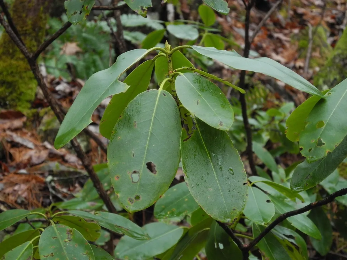 Catawba Rhododendron (Rhododendron catawbiense)