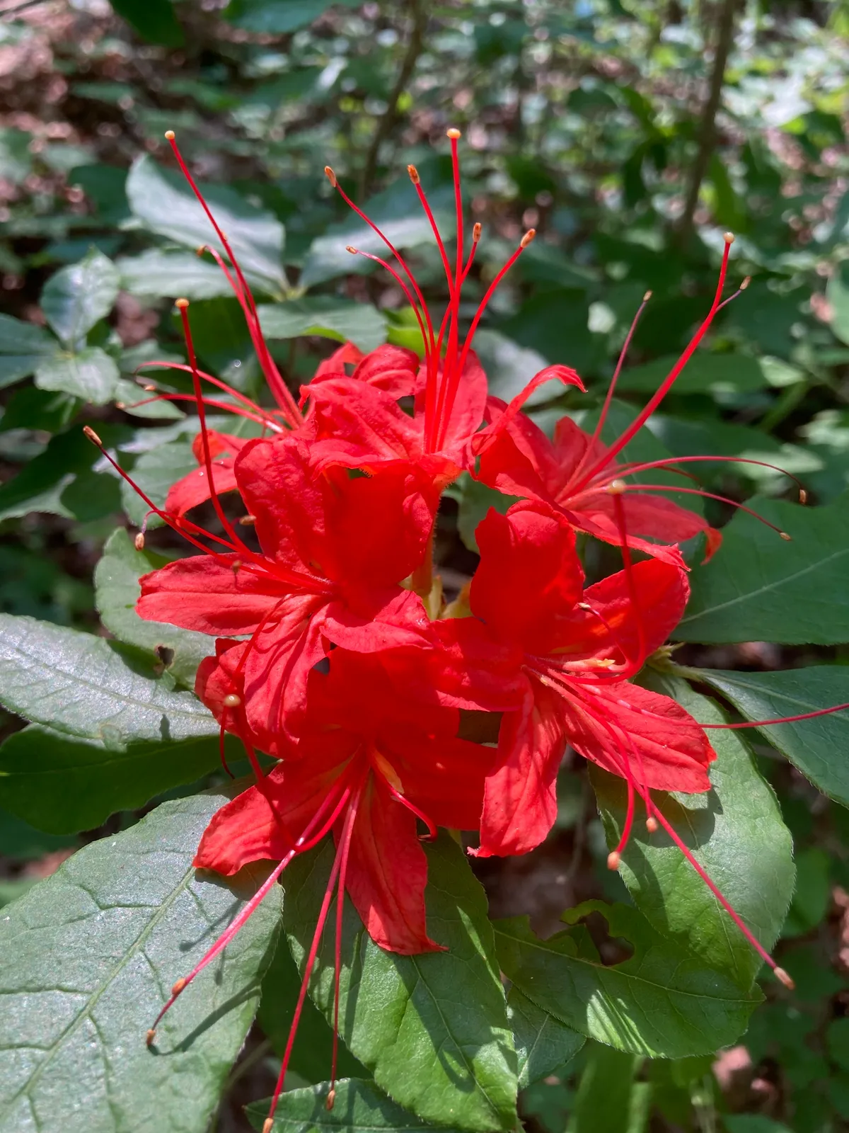 Cumberland azalea (Rhododendron cumberlandense)