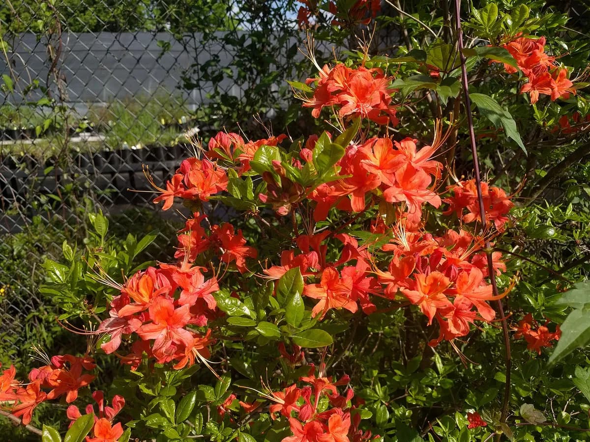 Oconee azalea (Rhododendron flammeum)