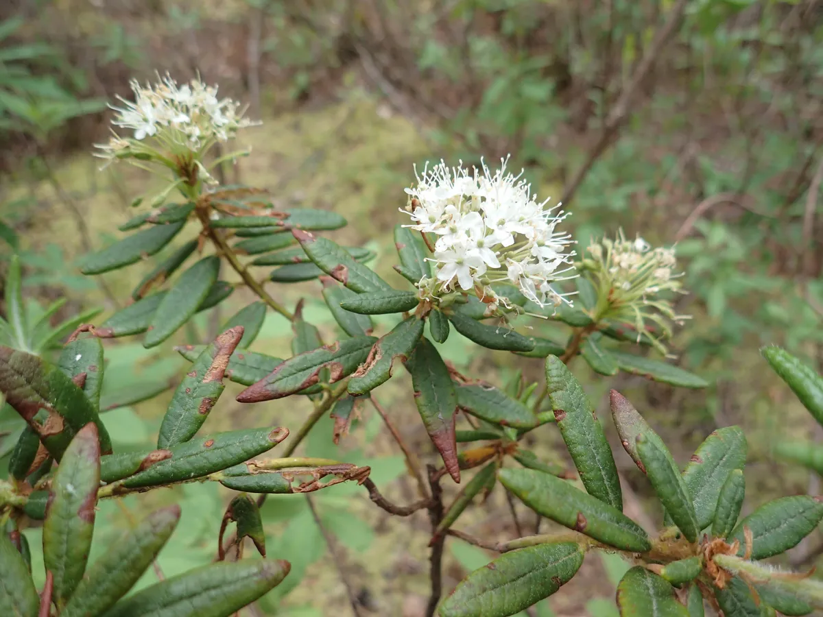 Labrador tea (Rhododendron groenlandicum)