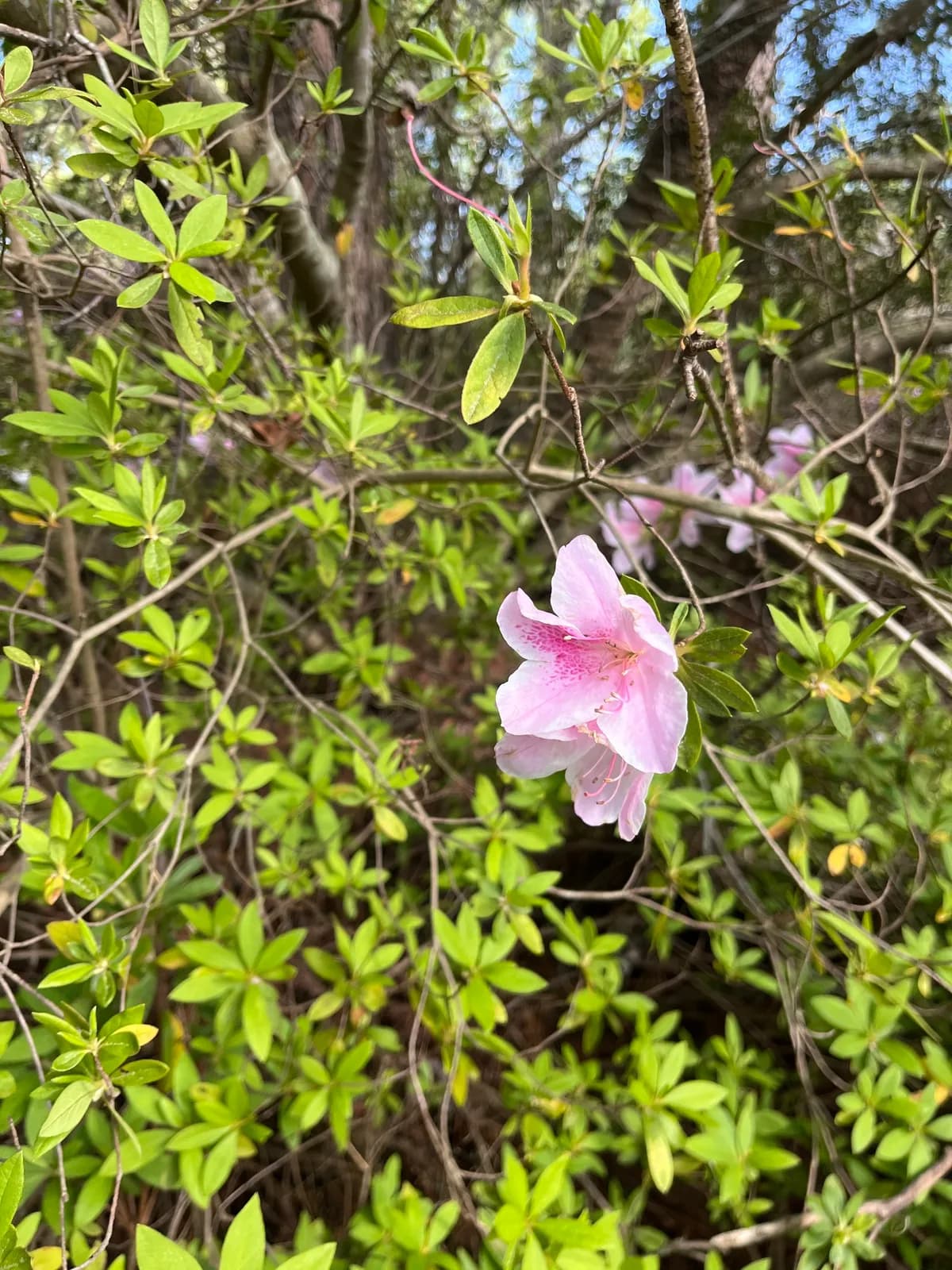 Satsuki azalea (Rhododendron indicum)