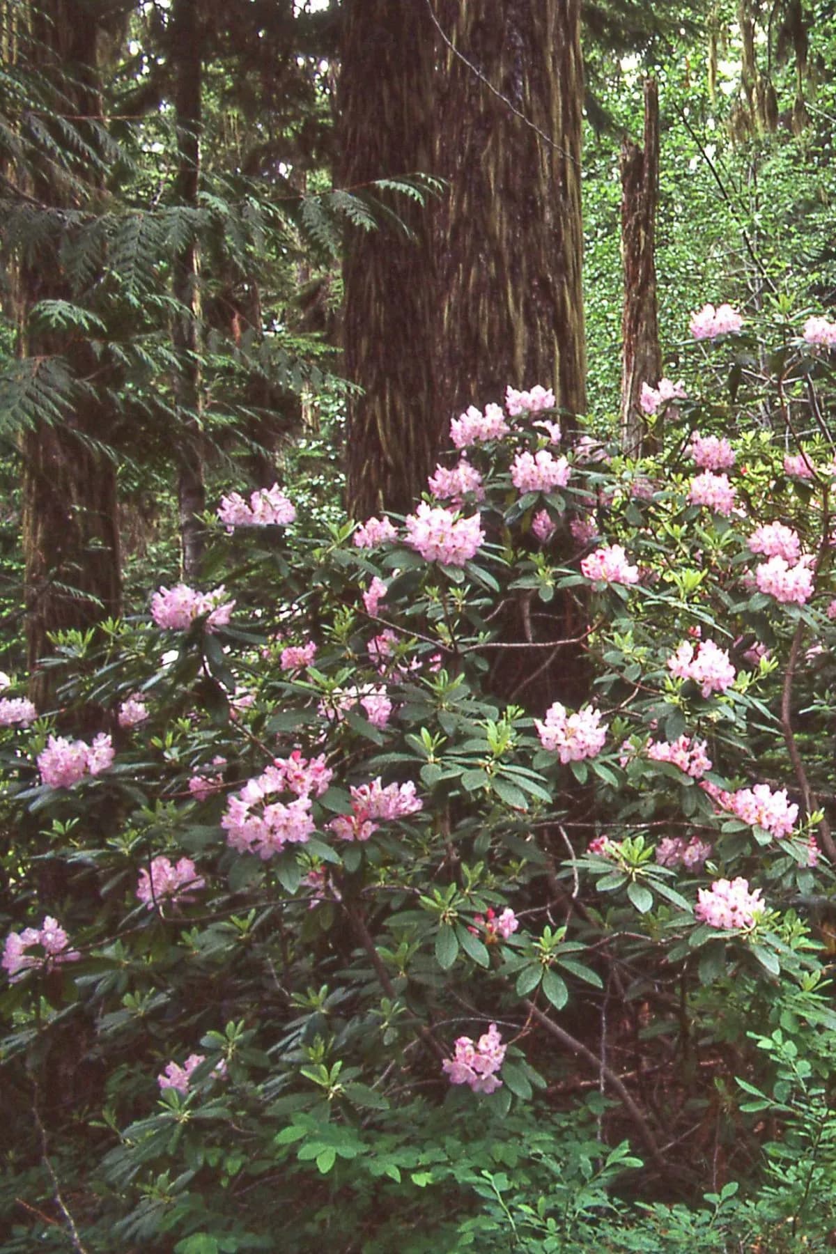California rose bay (Rhododendron macrophyllum)