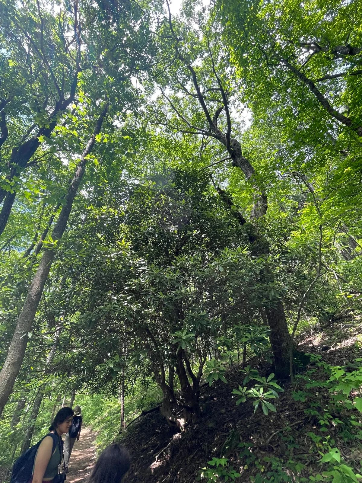 Great Rhododendron (Rhododendron maximum)