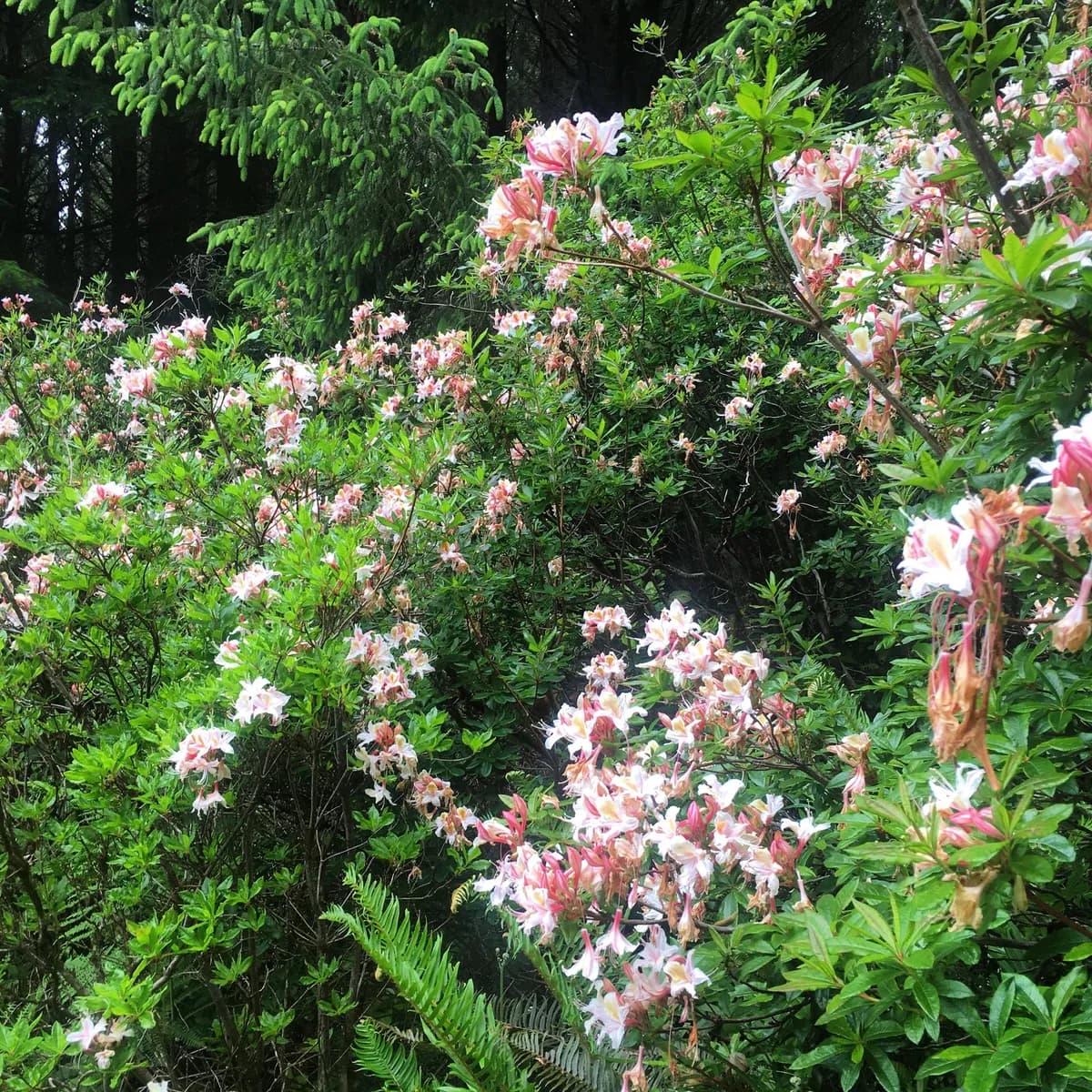 Western azalea (Rhododendron occidentale)