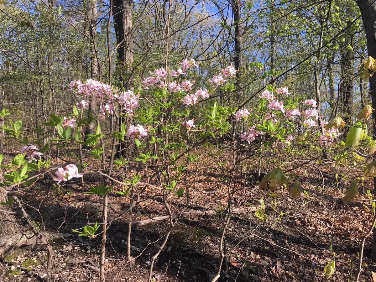 Election-pink (Rhododendron periclymenoides)